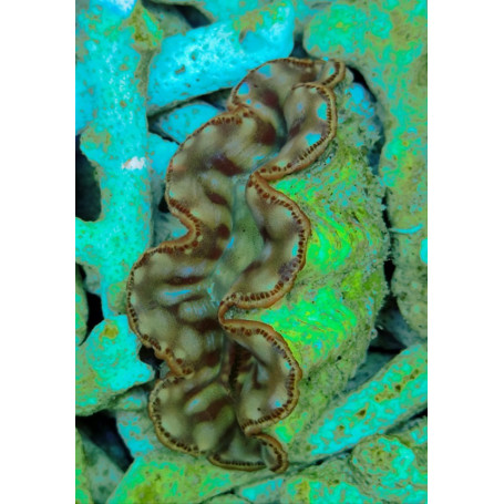 Tridacna máxima gold