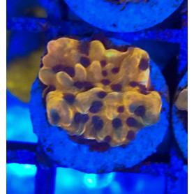 MONTIPORA ORANGE BLUE POLYPS