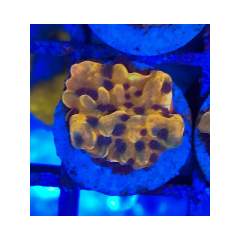 MONTIPORA ORANGE BLUE POLYPS