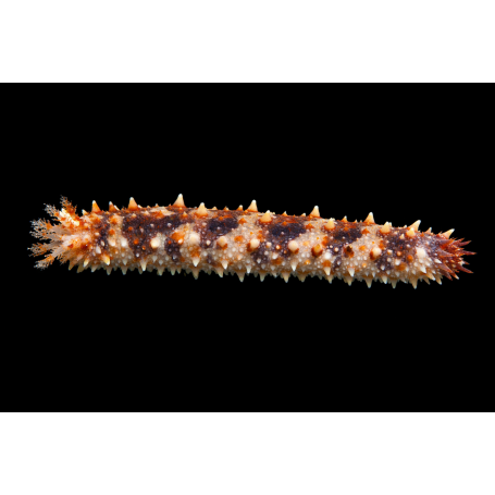 HOLOTHURIA HILLA ( CARAMEL CUCUMBER)