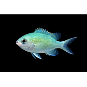 copy of Crysiptera Hemicyanea