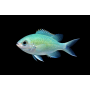 CHROMIS VIRIDIS