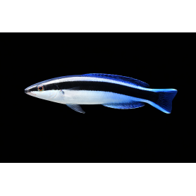 LABROIDES DIMIDIATUS talla L