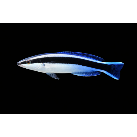 LABROIDES DIMIDIATUS talla L