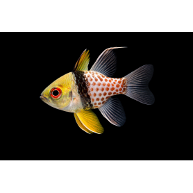 SPHAERAMIA NEMATOPTERA