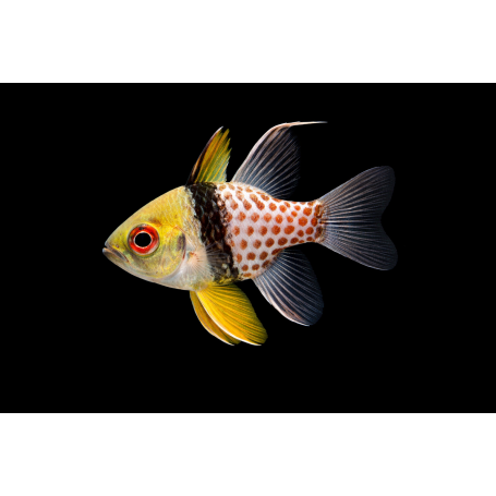 SPHAERAMIA NEMATOPTERA