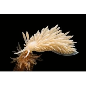 BERGUIA (COME AIPTAPSIAS)