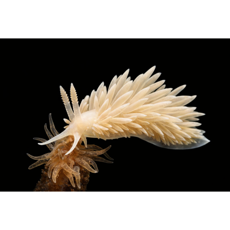 BERGUIA (COME AIPTAPSIAS)