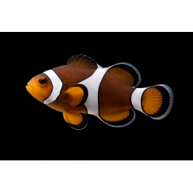 AMPHIRION OCELLARIS MOCHA