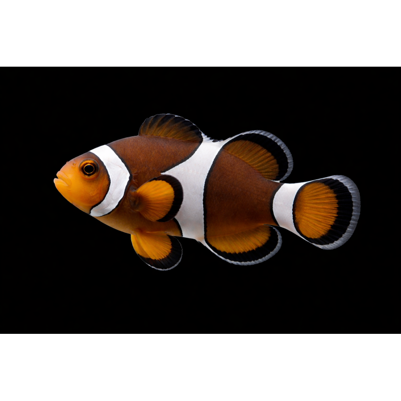 AMPHIRION OCELLARIS MOCHA