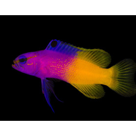 GRAMMA LORETO TALLA M