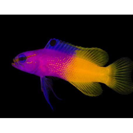 GRAMMA LORETO TALLA M