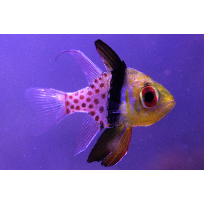 SPHAERAMIA NEMATOPTERA