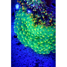 ENTACMAEA CUADRICOLOR VERDE FLUOR PUNTAS ROJAS