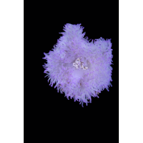 HETARACTIS CRISPA WHITE-YELLOW BLUE TIPS TALLA MEDIUM