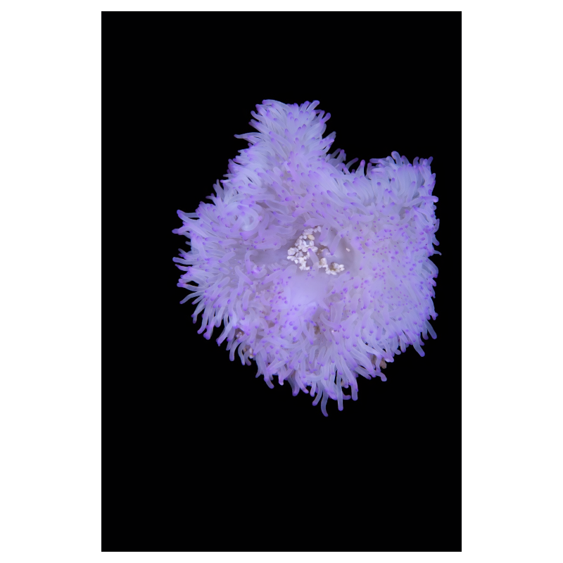 HETARACTIS CRISPA WHITE-YELLOW BLUE TIPS TALLA TINY