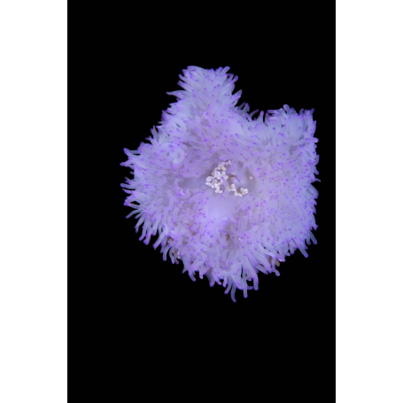 HETARACTIS CRISPA WHITE-YELLOW BLUE TIPS TALLA TINY