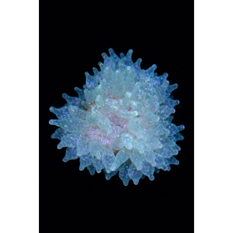 ENTACMAEA QUADRICOLOR SNOW FLAKE TALLA S