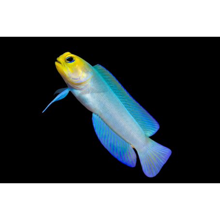 OPISTOGNATHUS AURIFRONS TALLA M