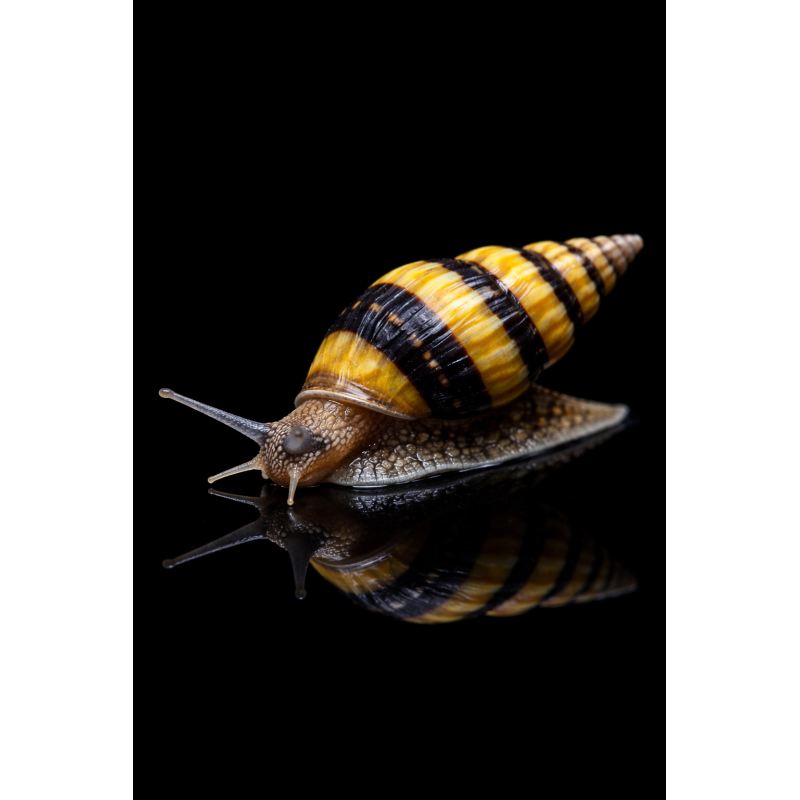 ANENTOME HELENA (CARACOL ASESINO)