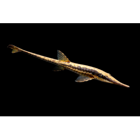 FARLOWELLA ACUS SALVAJE 10-12 CM