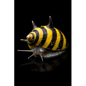 CARACOL SOL - CLITHON SP