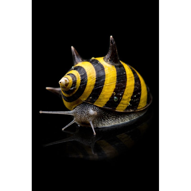 CARACOL SOL - CLITHON SP