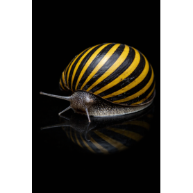 CARACOL ZEBRA - NERITINA GAGATES