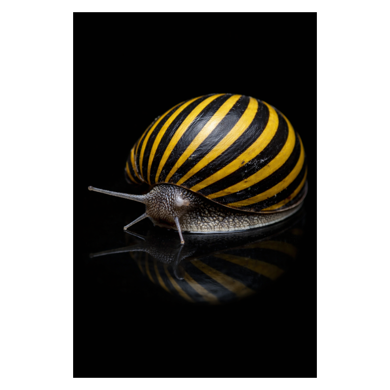 CARACOL ZEBRA - NERITINA GAGATES
