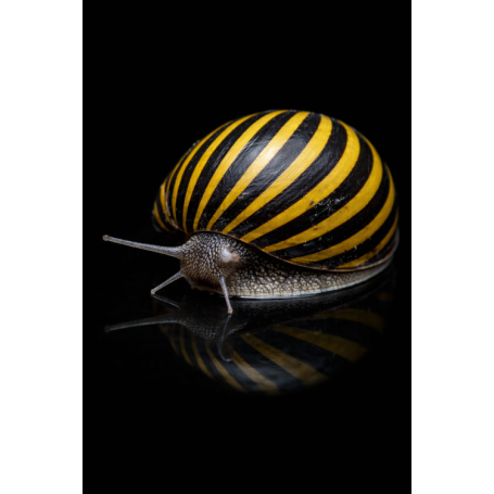 CARACOL ZEBRA - NERITINA GAGATES