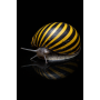CARACOL ZEBRA - NERITINA GAGATES