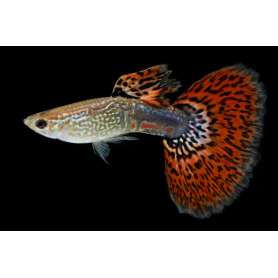 GUPPY MACHO COBRA ROJO