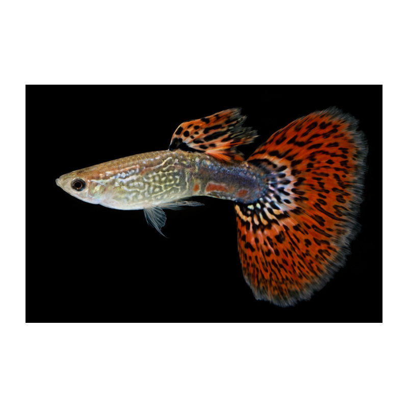 GUPPY MACHO COBRA ROJO
