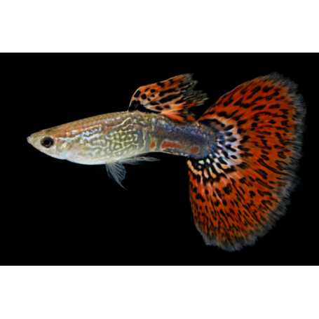 GUPPY MACHO COBRA ROJO
