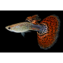 GUPPY MACHO COBRA ROJO