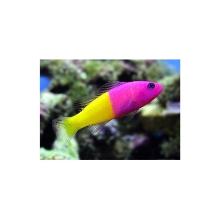PSEUDOCHROMIS PACCAGNELLAE