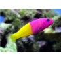 PSEUDOCHROMIS PACCAGNELLAE
