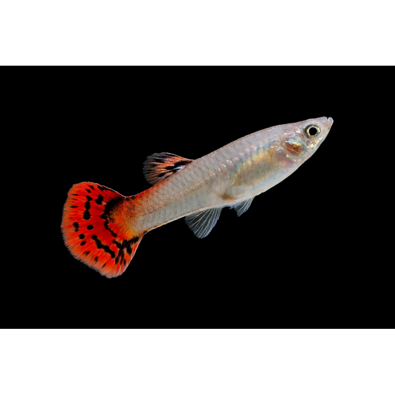 GUPPY HEMBRA COBRA ROJO