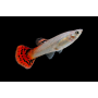 GUPPY HEMBRA COBRA ROJO