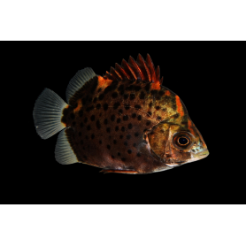 SCATHOPAGUS RUBRIFONS 3-4 CM