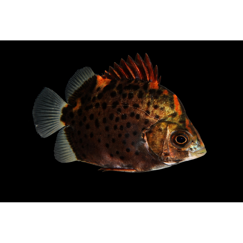 SCATHOPAGUS RUBRIFONS 3-4 CM