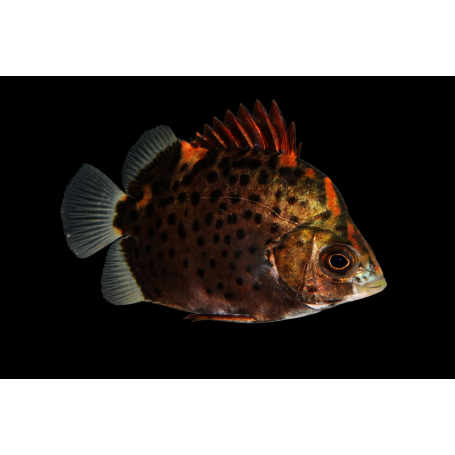 SCATHOPAGUS RUBRIFONS 3-4 CM