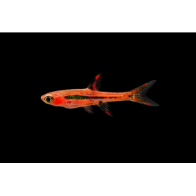 RASBORA BORARAS MERAH ROJA 1 CM