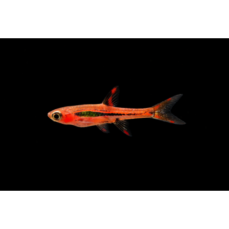 RASBORA BORARAS MERAH ROJA 1 CM