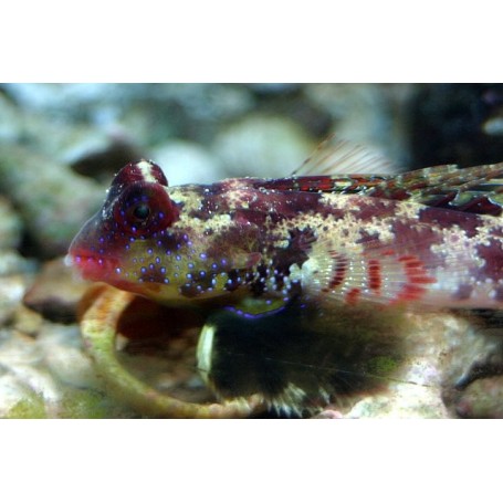 SYNCHIROPUS OCELLATUS