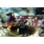 SYNCHIROPUS OCELLATUS