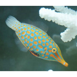 Oxymonacanthus longirostris ME