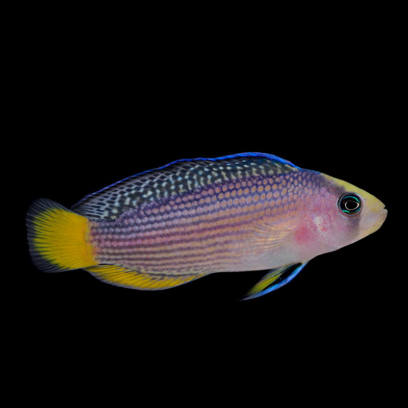 JEWEL PYGMY BASSLET LG