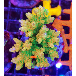 ACROPORA INDONESIA FOLD FINGER