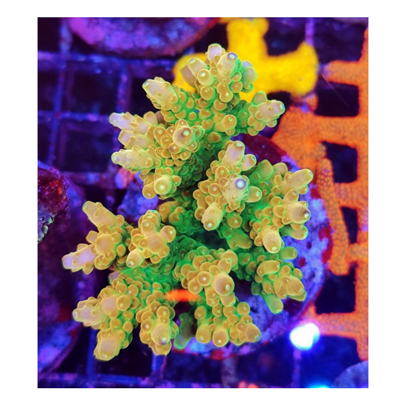 ACROPORA INDONESIA FOLD FINGER
